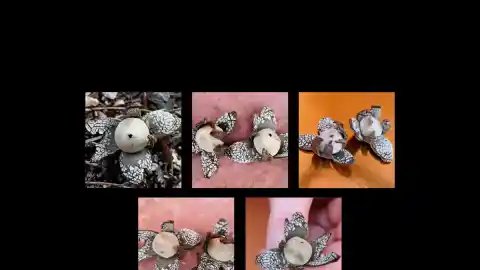 Imagen 1 de ¿Conoces la curiosa estrella terrestre?