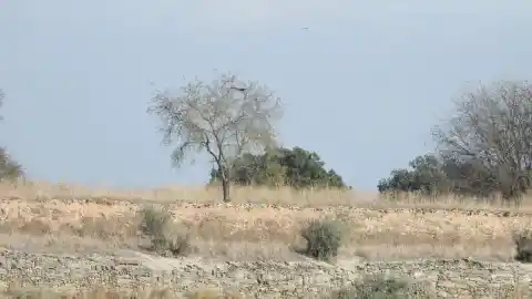 Imagen 1 de ¿Puedes ver el aguilucho en menos de 30 segundos?