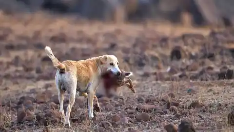 Imagen 1 de Si los seres humanos desaparecieran de la faz de la Tierra, ¿qué sería de los perros?