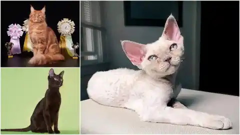 Imagen 1 de Cuellos de botella, endogamia y ‘pureza’: las razas felinas con genealogías diminutas