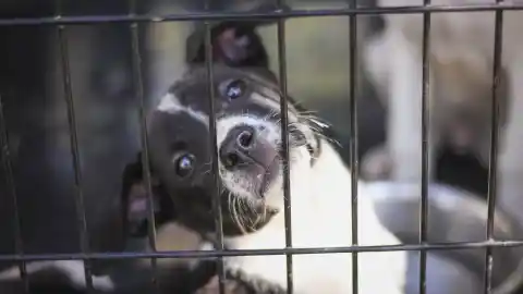 Imagen 1 de Todo lo que debes tener en cuenta si acabas de adoptar un perro