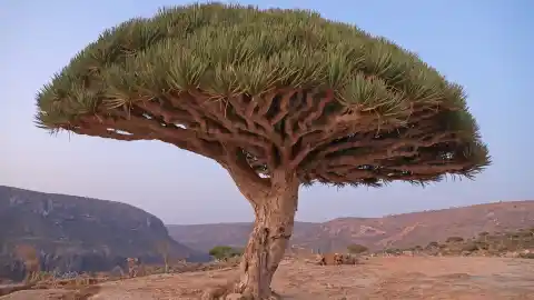 Imagen 1 de Socotra, el único lugar donde nace el árbol de la sangre del dragón: una joya natural en peligro de extinción