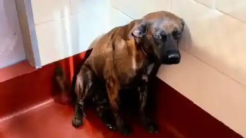 Imagen 1 de La historia de Rosalind, la perra "más aterrorizada del mundo", que ha emocionado a TikTok: "Es un milagro de Navidad"