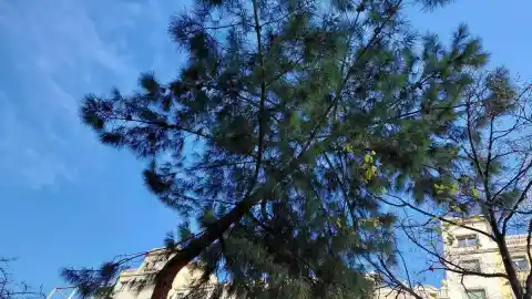 Imagen 1 de El pino de Pi i Sunyer