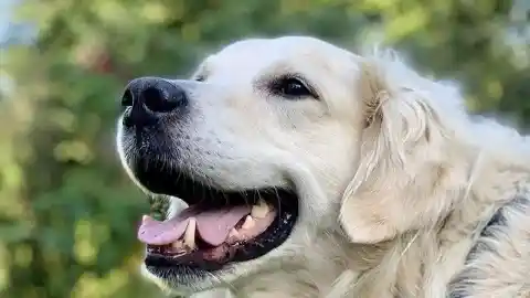 Imagen 1 de Descubren genes que impulsan la conducta de los golden retriever presentes también en los humanos