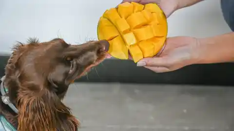 Imagen 1 de ¿Pueden los perros comer mango? La evidencia veterinaria sobre este capricho dulce