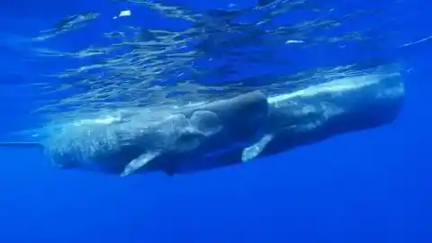 Imagen 1 de El Convenio sobre Cetáceos reclama a España medidas para proteger rorcuales y cachalotes