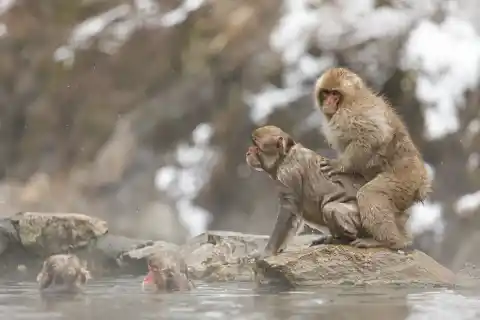 Imagen 1 de La homosexualidad está presente en todos los grupos de primates: “Parece que surgió hace mucho tiempo”