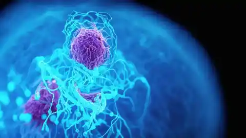 Imagen 1 de Identifican nuevos genes que estarían relacionados con la predisposición a padecer cáncer de páncreas