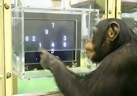 Imagen 1 de Muere la chimpancé que dominaba caracteres chinos y el alfabeto inglés