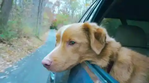 Imagen 1 de Indy de 'Good Boy': el perro que también gana premios como actor compitiendo incluso con Ethan Hawke