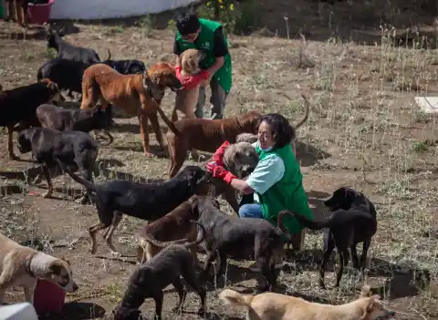 Imagen 1 de El desalojo de más de 900 perros y gatos enfrenta al Refugio Franciscano y al Gobierno de Ciudad de México por un predio en Cuajimalpa