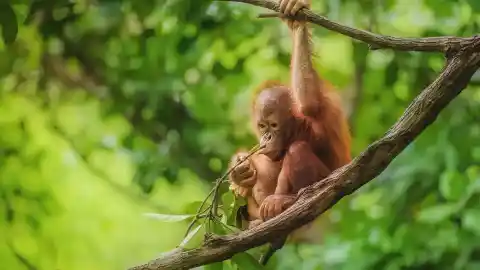 Imagen 1 de Los orangutanes poseen una 'enciclopedia cultural' para saber comer cuando se independizan
