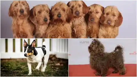 Imagen 1 de Tres nuevas razas caninas entran en el AKC: qué implica su reconocimiento oficial