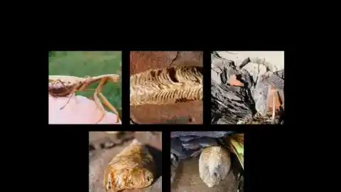 Imagen 1 de La ooteca de la mantis religiosa