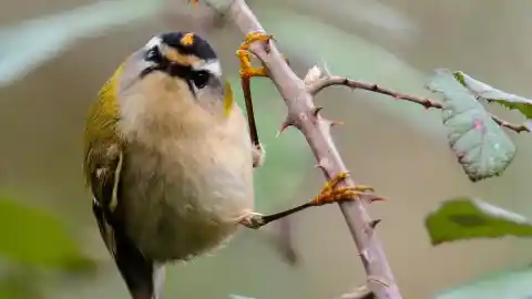 Imagen 1 de El “pequeño rey de cabeza de fuego” es una de las aves más diminutas