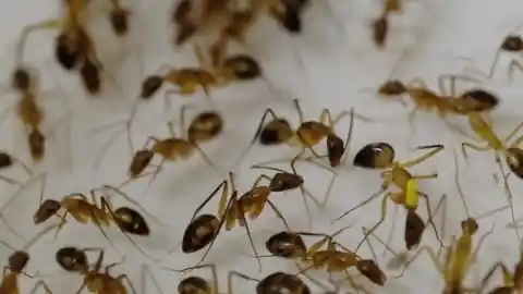 Imagen 1 de Amputar las patas de las hormigas heridas, una decisión clave para la supervivencia de la colonia