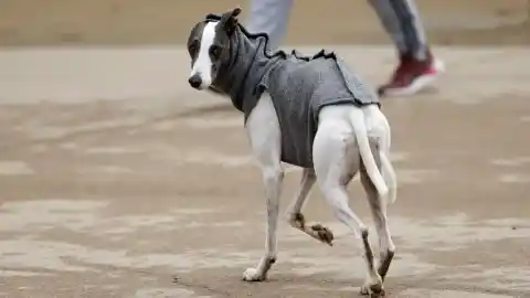 Imagen 1 de Detenidas 18 personas en Bizkaia integrantes de una red dedicada a estafas online con mascotas