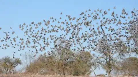 Imagen 1 de El gran otoño de los estorninos
