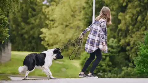 Imagen 1 de Lo que hay detrás de los perros que se paran en mitad del paseo y no quieren seguir caminando