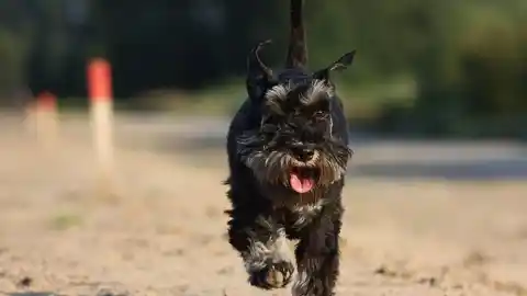 Imagen 1 de Un estudio revela qué razas caninas están más predispuestas a un rarísimo tumor