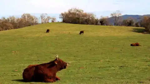Imagen 1 de ¿Es este el altiplano más idílico de Catalunya?