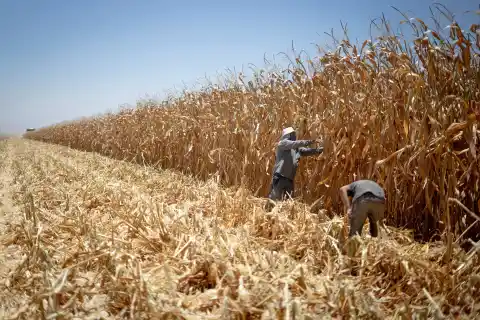 Imagen 1 de Grupo Minsa rechaza influir en el precio del maíz en plena ola de protestas de los agricultores