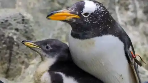 Imagen 1 de Muere en el Loro Parque el pingüino papúa más longevo de Europa, de casi 40 años