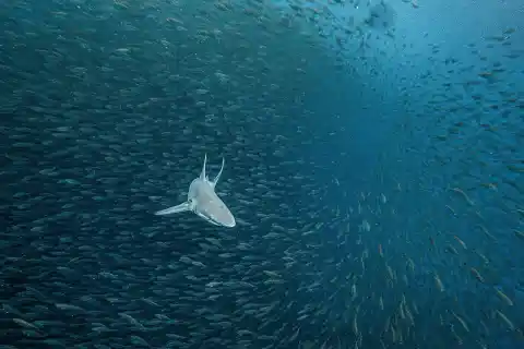 Imagen 1 de El Pacífico latinoamericano, un paraíso de tiburones que alienta a los ambientalistas