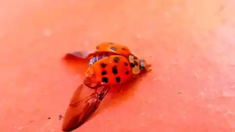 Imagen 1 de La historia de las mariquitas astronautas