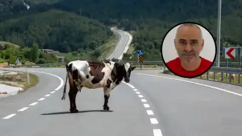 Imagen 1 de ¿Qué es el efecto vaca en la carretera? Mikel, profesor de autoescuela, lo explica