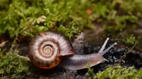 Imagen 1 de Caracoles como mascota: todo lo que debes saber antes de arrancar