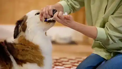 Imagen 1 de Nutracéuticos: cómo los suplementos están cambiando la vida de nuestras mascotas