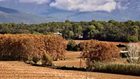 Imagen 1 de La paradoja biológica de los árboles en otoño