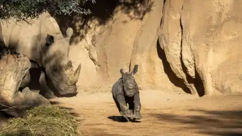 Imagen 1 de El 'bebé rinoceronte' ya reconoce la zona exterior y Bioparc invita a elegir su nombre