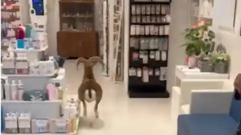 Imagen 1 de La increíble imagen de una cabra colándose en una farmacia de la localidad catalana de Canet de Mar