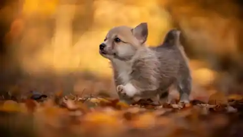 Imagen 1 de Los perros españoles saben a postre: la cocina marca tendencia en sus nombres