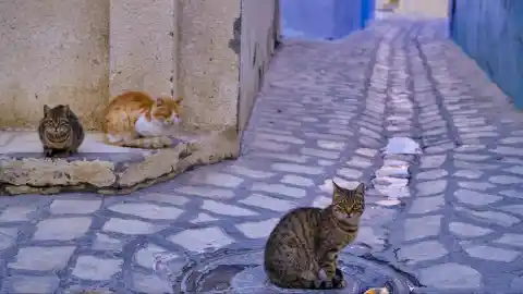 Imagen 1 de El gato doméstico llegó a Europa desde África miles de años más tarde de lo que se pensaba