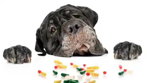 Imagen 1 de Los fármacos humanos causan casi un tercio de las intoxicaciones en mascotas, según el SIT