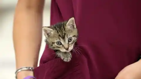 Imagen 1 de Primera visita de un gatito al veterinario: guía para dueños primerizos y responsables
