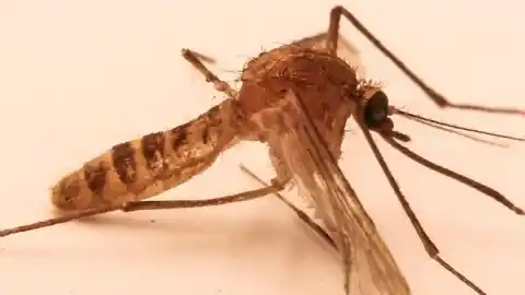 Imagen 1 de El origen real del mosquito del metro de Londres está en el Mediterráneo