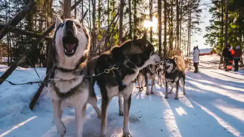 Imagen 1 de Empleos sorprendentes que deja el invierno: de cuidador de perros de trineo a fotógrafo de esquí