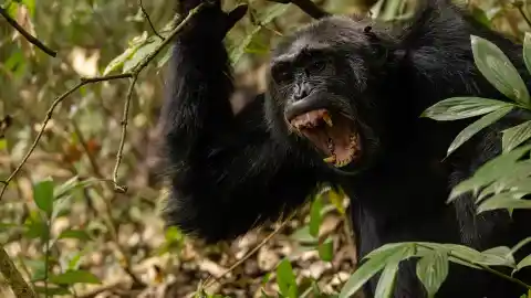 Imagen 1 de Así fue la gran guerra 'militar' entre chimpancés: cuatro años de secuestros, espionaje... y asesinatos