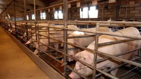 Imagen 1 de El Gobierno bloquea las exportaciones de productos de cerdo a cerca de 40 países