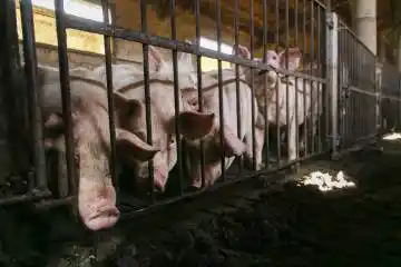 Imagen 1 de El sector porcino catalán culpa de la peste al descontrol de la fauna salvaje: “Tenemos miedo”